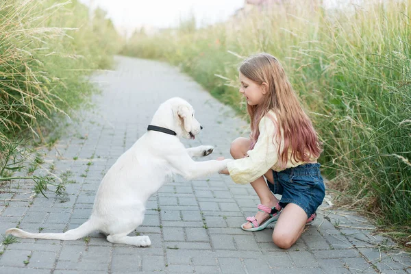 Valp Labrador Retriever Liten Jente Liten Jente Leker Med Gyllen – stockfoto