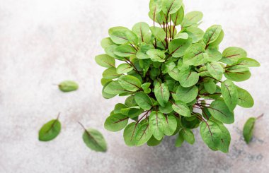 Gri beton bir arka planda taze kuş gülü mikroçayırları olan bir tencere. Sağlıklı beslenme. Mikro yeşillik yetiştirme.