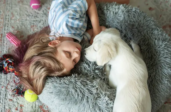 小女孩在家里和一只金毛猎犬玩耍 在家里的朋友 免版税图库照片