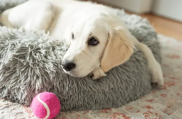 黄金のレトリバーの子犬が犬のベッドで休んでいます 家のペット — ストック写真