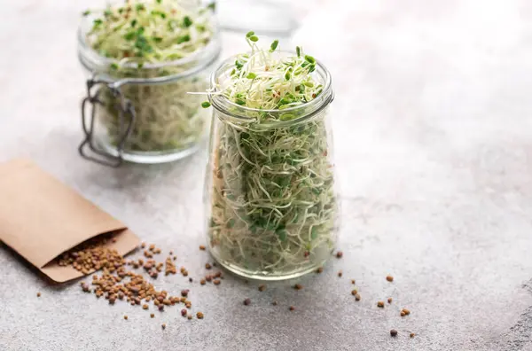 Microgreens Grown Jar Healthy Eating Royalty Free Stock Images