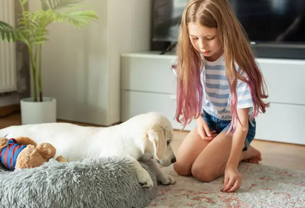 Little Girl Playing Golden Retriever Puppy Home Friends Home — Stock Photo, Image