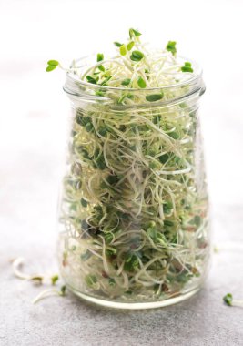 Kavanozda büyüyen mikro yeşiller. Sağlıklı Yeme