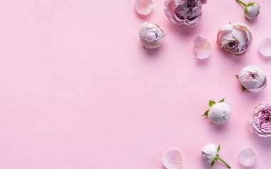 Pastel pembe arka planda pembe gül çiçekleri. Düz konum, üst görünüm, kopyalama alanı