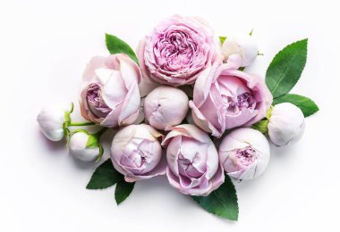 Beyaz arka planda pembe gül çiçekleri. düz alan, üst görünüm, kopyala boşluk