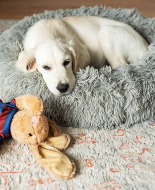 Golden retriever köpeği köpek yatağında dinleniyor. Ev hayvanı.