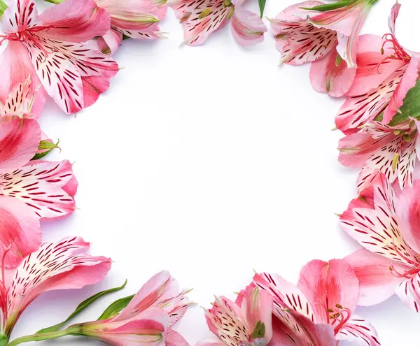 Frame for the text of congratulations with  flowers of Alstroemeria on a white background. Greeting card with natural colors. Background for text with alstromeria. Flat lay, top view.