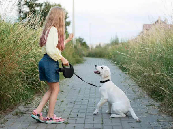 Welpe Labrador Retriever Und Kleines Mädchen Kleines Mädchen Spielt Mit Stockbild