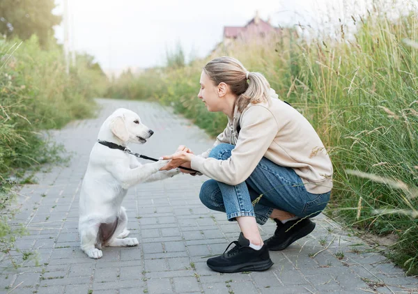 Köpek yavrusu Labrador Retriever ve genç kız. Golden Retreeve ile oynayan genç kız