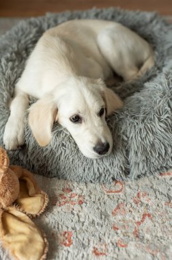 Golden retriever köpeği köpek yatağında dinleniyor. Ev hayvanı.