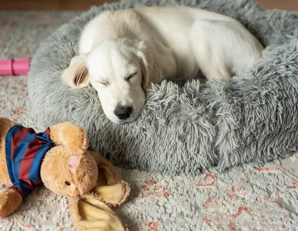 Golden retriever köpeği köpek yatağında dinleniyor. Ev hayvanı.