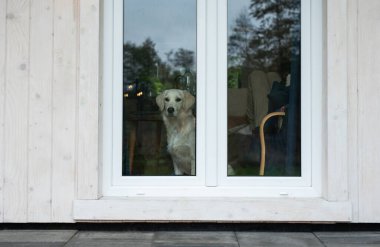 Golden retriever köpeği pencereden bakıyor.