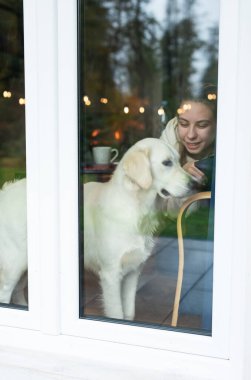 Golden retriever köpeği pencereden bakıyor.