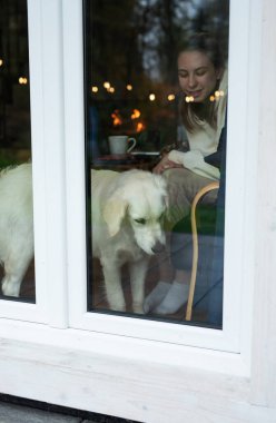 Golden retriever köpeği pencereden bakıyor.