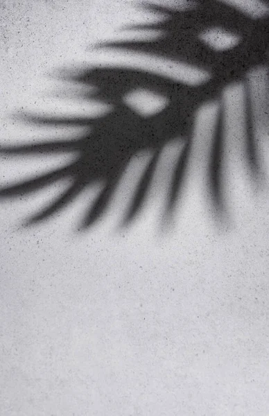 Shadows from palm leaves on a concrete grey  wall background.