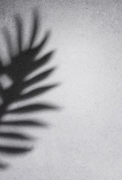 Shadows from palm leaves on a concrete grey  wall background.