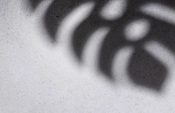 Shadows from monstera leaves on a concrete grey  wall background.