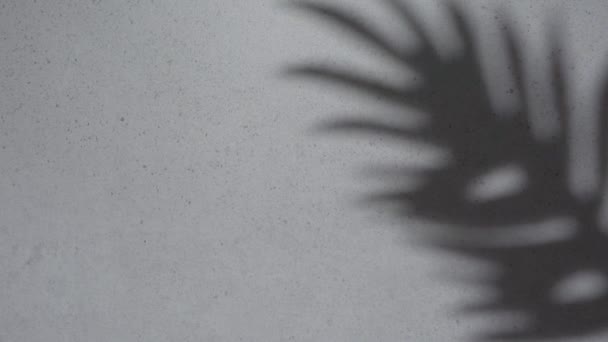 Σκιά Φοινικόδεντρου Γκρι Φόντο Σκυροδέματος — Αρχείο Βίντεο