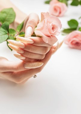 Güzel inci manikürlü ve pembe gül çiçekli beyaz bir zemin üzerinde kadın elleri
