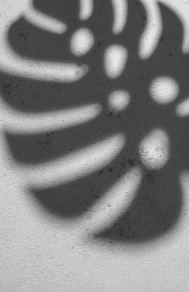 Shadows from monstera leaves on a gray concrete background.