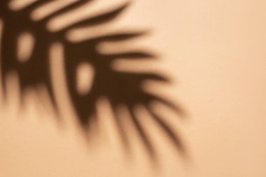 Açık kahverengi arka planda palmiye yapraklarının gölgeleri. 