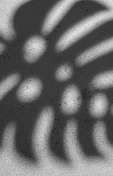 Shadows from monstera leaves on a gray concrete background.