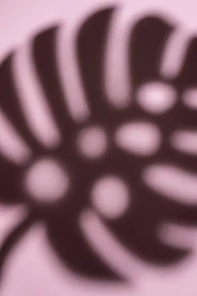 Shadows from monstera leaves on a pink background.