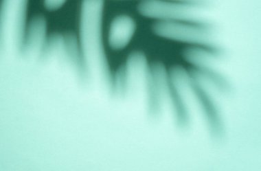 Açık yeşil arka planda palmiye yapraklarının gölgeleri. 