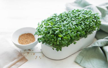 Bir tepsi turp mikroyeşili. Evde mikroçim yetiştiriyorum. Sağlıklı yeme kavramı.