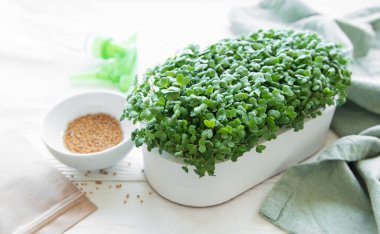 Bir tepsi turp mikroyeşili. Evde mikroçim yetiştiriyorum. Sağlıklı yeme kavramı.