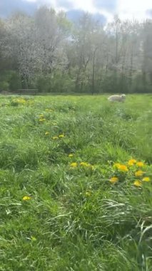 Genç bir köpek, Golden Retriever, güneşli bir çimenlikte koşar. Yavaş çekim. 