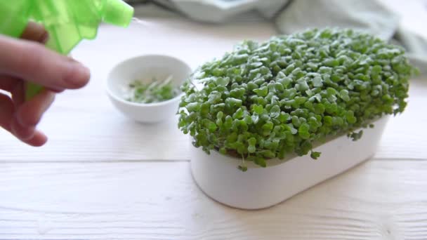 Mikrogrön Inhemsk Odling Behållare Med Rädisa Gröna Mikrogröna Groddar Bordet — Stockvideo