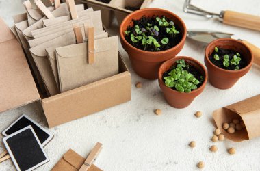 Çeşitli sebze fidanları olan tencereler. Eve taze fidanlar ekiyorsun.