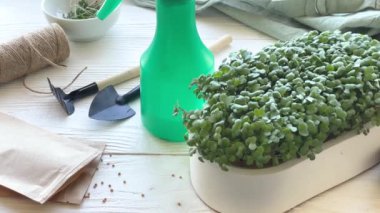 Mikroyeşillikler yerli yetiştirme. Masanın üzerinde turp yeşili lahanalar olan kaplar. Vegan ve organik gıda konsepti.