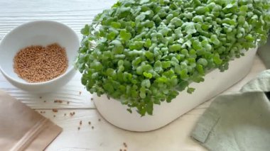 Mikroyeşillikler yerli yetiştirme. Masanın üzerinde turp yeşili lahanalar olan kaplar. Vegan ve organik gıda konsepti.