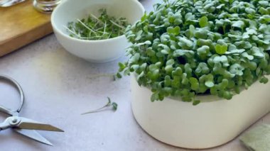 Mikroyeşillikler yerli yetiştirme. Masanın üzerinde turp yeşili lahanalar olan kaplar. Vegan ve organik gıda konsepti.