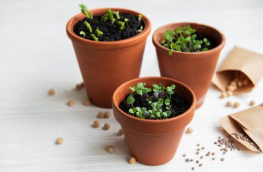 Çeşitli sebze fidanları olan tencereler. Eve taze fidanlar ekiyorsun.