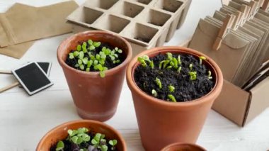 Çeşitli sebze fidanları olan tencereler. Eve taze fidanlar ekiyorsun.