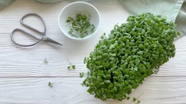 Mikroyeşillikler yerli yetiştirme. Masanın üzerinde turp yeşili lahanalar olan kaplar. Vegan ve organik gıda konsepti.
