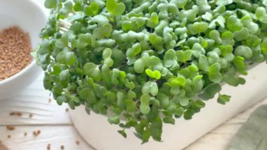 Mikroyeşillikler yerli yetiştirme. Masanın üzerinde turp yeşili lahanalar olan kaplar. Vegan ve organik gıda konsepti.