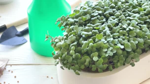 微型绿色植物的家庭种植 装有萝卜绿色微绿色芽的容器放在桌上 粮食和有机食品的概念 — 图库视频影像