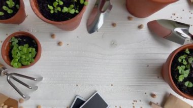 Çeşitli sebze fidanları olan tencereler. Eve taze fidanlar ekiyorsun.