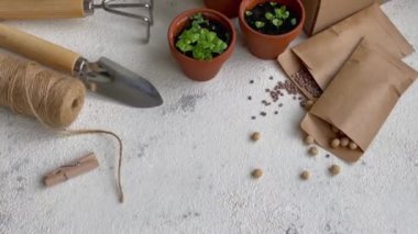 Çeşitli sebze fidanları olan tencereler. Eve taze fidanlar ekiyorsun.