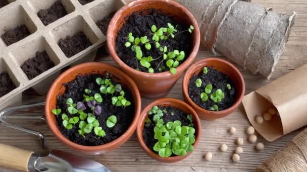 Pots Avec Divers Légumes Semis Plantation Jeunes Plants Maison — Video