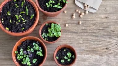 Çeşitli sebze fidanları olan tencereler. Eve taze fidanlar ekiyorsun.