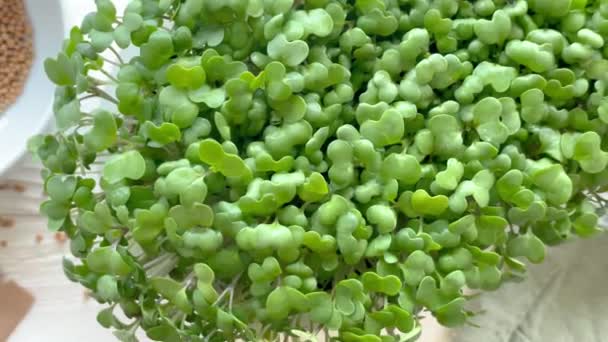 Cultivarea Domestică Microgreens Recipiente Ridichi Verde Germeni Masă Concept Alimentar — Videoclip de stoc