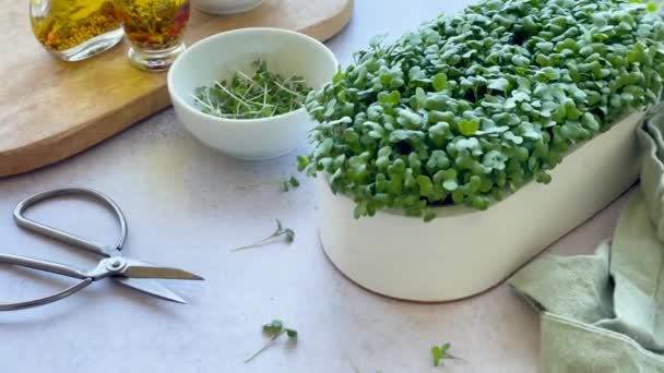 国内栽培のマイクログリーン テーブルの上に大根の緑色のマイクログリーンが芽生える容器 ビーガンとオーガニックフードコンセプト — ストック動画