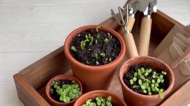 Panelas Com Várias Mudas Verduras Plantando Mudas Jovens Casa — Vídeo de Stock