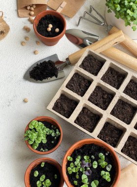 Çeşitli sebze fidanları olan tencereler. Eve taze fidanlar ekiyorsun.