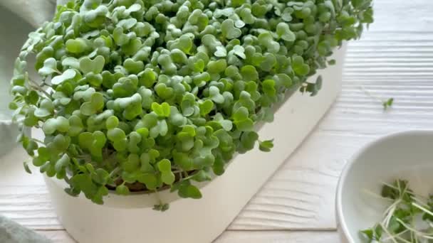 微型绿色植物的家庭种植 装有萝卜绿色微绿色芽的容器放在桌上 粮食和有机食品的概念 — 图库视频影像